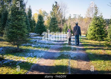 Padre e figlio camminando mano nella mano con le mani visto a Christmas tree farm Foto Stock