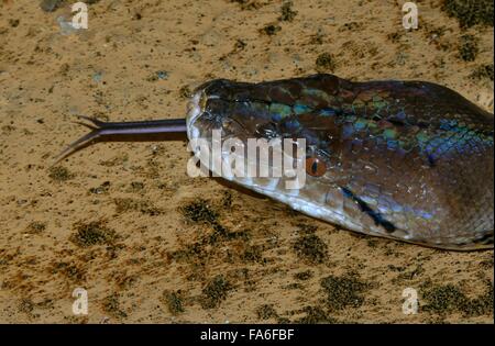Asiatico pitone reticolato (Broghammerus reticulatus, Python reticulatus) close-up di testa e lingua biforcuta, su acqua Foto Stock