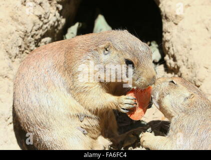 Coppia di Nero Nord America tailed i cani della prateria (Cynomys ludovicianus) alimentazione su carota Foto Stock