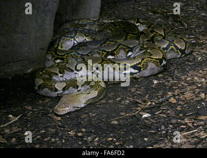 Asiatico pitone reticolato (Broghammerus reticulatus, Malayopython reticulatus, Python reticulatus) slithering verso la telecamera Foto Stock