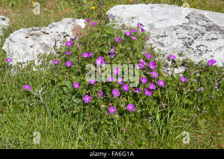 Bloody gru è Bill (Geranium sanguineum) cresce in pavimenti calcarei del Burren, Irlanda Foto Stock