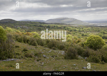 Il nocciolo di macchia e la pavimentazione di pietra calcarea in The Burren National Park in Irlanda Foto Stock