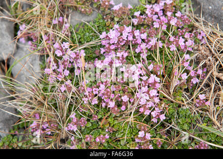 Il timo serpillo (Thymus praecox) crescente nella pavimentazione di pietra calcarea in The Burren, Irlanda Foto Stock