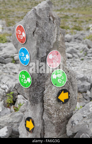 Più marcatori del percorso su un cuscinetto di roccia fossili, sul loop Mullaghmore a piedi in The Burren, County Clare, Irlanda Foto Stock