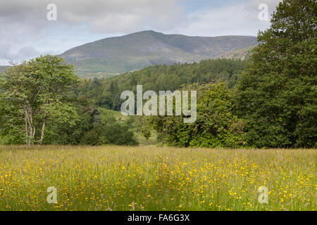 Un inglese un fiore selvatico prato di Monk Coniston Hall. Lake District, REGNO UNITO Foto Stock