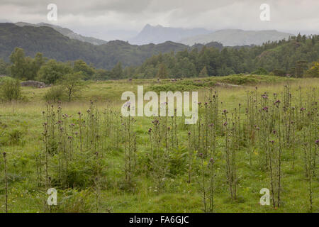 Classic Lake District paesaggio di Tarn Hows con cardi crescendo in primo piano, Langdale Pikes in distanza Foto Stock