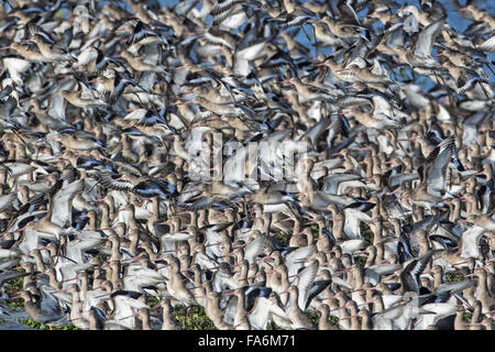 Grande gregge di nero-tailed Godwit (Limosa limosa) di prendere il volo, Welney, Norfolk Foto Stock