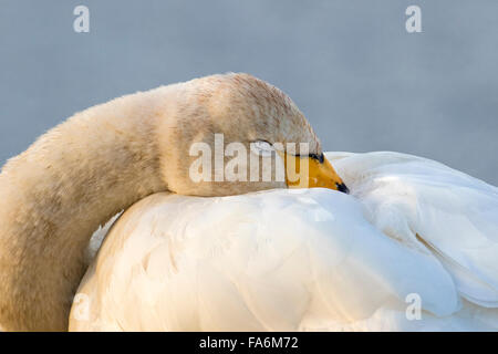 Adulto Whooper Swan (Cygnus cygnus) dormire, Welney, Norfolk Foto Stock