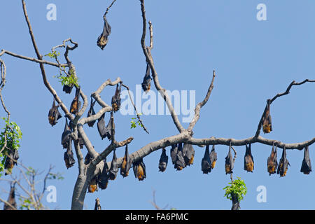 Frutto Bat o volpi volanti Pteropus giganteus Colombo Sri Lanka Foto Stock