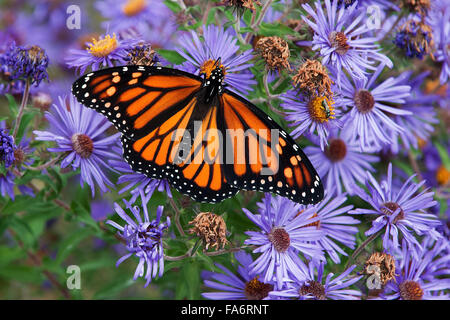 Farfalla monarca nectaring su New England aster durante la migrazione di autunno Foto Stock