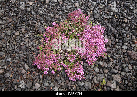 Arctic timo (Thymus praecox arcticus), Islanda Foto Stock