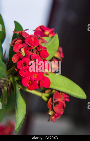 Macro Red Euphorbia Milii Foto Stock