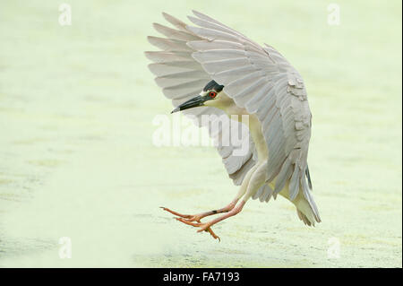 Adulto nitticora atterraggio simmetrica Foto Stock