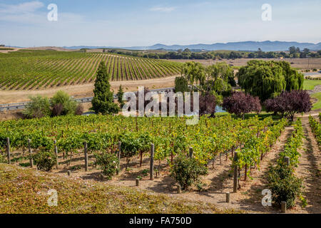 Vigneti, Domaine Carneros, Duhig Road, la Valle di Napa NAPA County, California, Stati Uniti, America del Nord Foto Stock