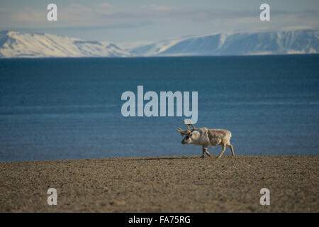 La renna camminando lungo la riva con le montagne alle spalle Foto Stock