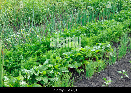 Coltivate biologicamente ortaggi vari Foto Stock
