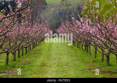 Per frutteti in fiore a Earnscleugh, nelle vicinanze Alexandra di Central Otago, Isola del Sud, Nuova Zelanda Foto Stock