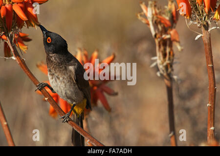 Nettare di mangiare con gli occhi rossi Bulbul Bird seduti su fiori di Aloe Kgalagadi transfrontaliera Parco Nazionale Northern Cape Sud Africa Foto Stock