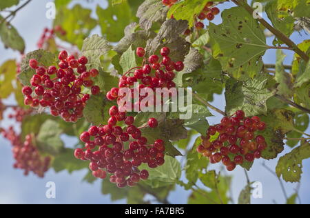 Viburno-rose, Viburnum opulus in frutta a bacche mature, Norfolk Foto Stock