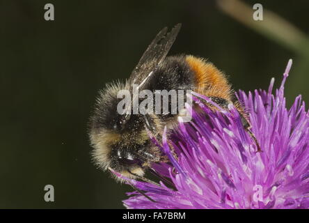 Red-tailed Bumble-bee, Bombus lapidarius alimentando il fiordaliso comune Foto Stock