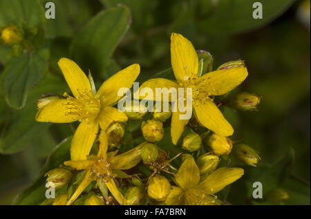 Square-Stalked Iperico, Hypericum tetrapterum in fiore, in prato umido. Foto Stock