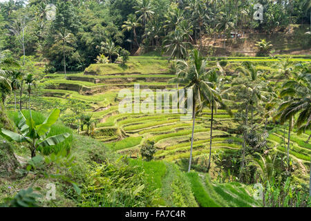 Tegalalang terrazze di riso nei pressi di Ubud, Bali, Indonesia Foto Stock