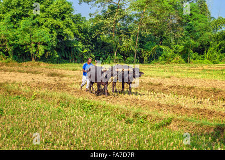 L'agricoltore nepalese aratura in campo agricolo tradizionalmente con un aratro attaccato ad una coppia di tori Foto Stock