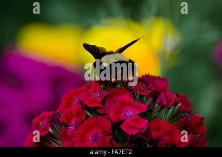 Wasp raccogliendo il nettare dai fiori di colore rosso Foto Stock