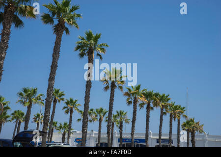 Estate, la passeggiata lungo il mare di palme a Marbella Andalucía Spagna Foto Stock