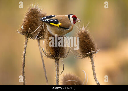 Cardellino (carduelis carduelis) su un argento thistle Foto Stock