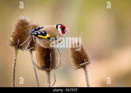 Cardellino (carduelis carduelis) su un argento thistle Foto Stock