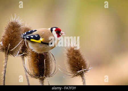 Cardellino (carduelis carduelis) su un argento thistle Foto Stock