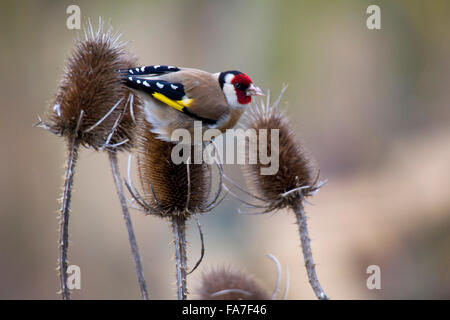 Cardellino (Carduelis carduelis) a un argento thistle Foto Stock