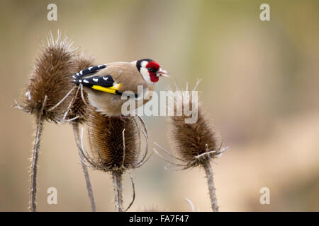 Cardellino (Carduelis carduelis) a un argento thistle Foto Stock