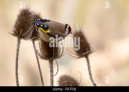 Cardellino (Carduelis carduelis) a un argento thistle Foto Stock