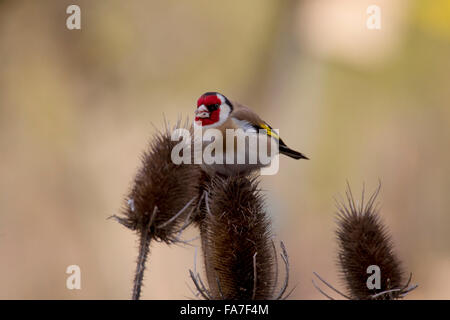 Cardellino (Carduelis carduelis) a un argento thistle Foto Stock