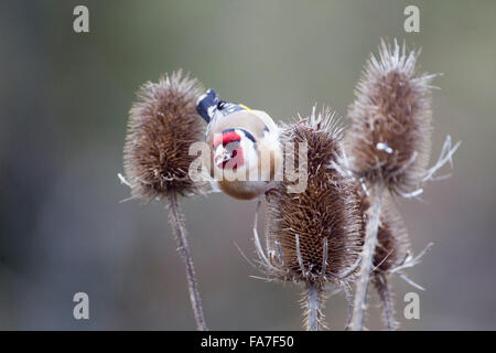 Cardellino (Carduelis carduelis) a un argento thistle Foto Stock