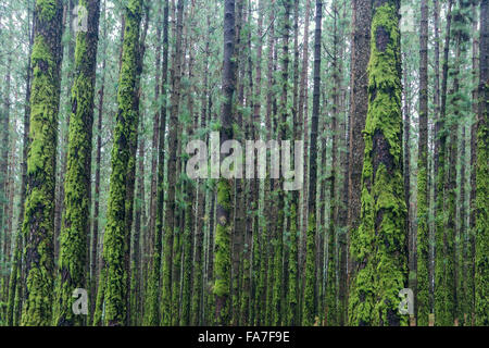 Alberi nel bosco di conifere ricoperta con moss Foto Stock