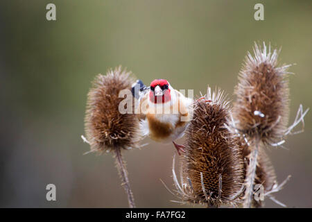 Cardellino (Carduelis carduelis) a un argento thistle Foto Stock