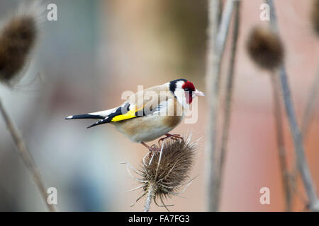 Cardellino (Carduelis carduelis) a un argento thistle Foto Stock