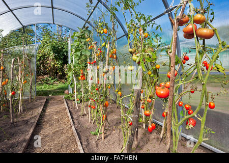 I pomodori (Solanum lycopersicum) crescono in serra biologica nel giardino di riparto. Regione di Kaluga, Russia. Foto Stock