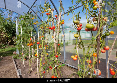 Pomodori crescere nella serra di organico. Nome scientifico: Solanum lycopersicum. Regione di Kaluga, Russia. Foto Stock