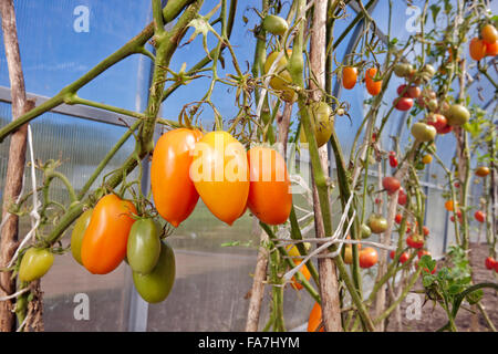 Pomodori gialli che crescono in serra biologica. Nome scientifico: Solanum lycopersicum. Regione di Kaluga, Russia. Foto Stock