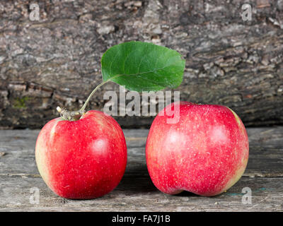 Coltivazione biologica di mele. Nome scientifico: Malus domestica. Foto Stock