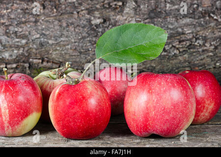 Coltivazione biologica di mele. Nome scientifico: Malus domestica. Foto Stock