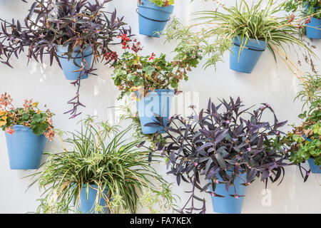 Parete bianca e blu con vasi di fiori in Marbella, Andalusia Spagna Foto Stock