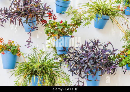 Parete bianca e blu con vasi di fiori in Marbella, Andalusia Spagna Foto Stock