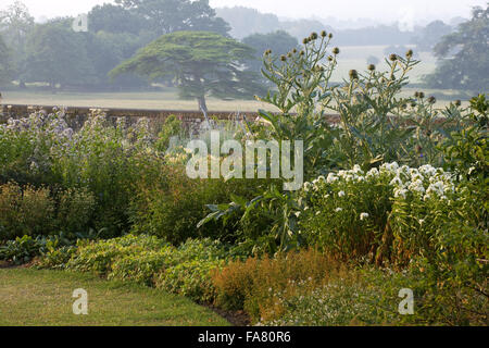 Piante erbacee terrazza giardino nella luce del mattino a Killerton, Devon nel luglio mostra il cardo e il parco al di là. La terrazza è stata suggerita da architetto Henry Protheroe nel 1900 e completato per le raccomandazioni di William Robinson nel 1905. Foto Stock