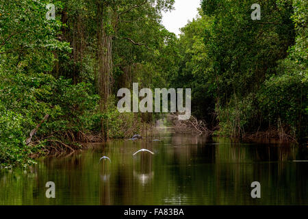 La Caroni Swamp è designato un santuario della fauna selvatica è situata alla foce del fiume Caroni, il più grande fiume in Trinidad. Foto Stock