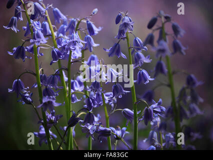 Bluebells di vario colore, Hyacinthoides non scripta o spagnolo Bluebells Hyacinthoides hispanica. Foto Stock